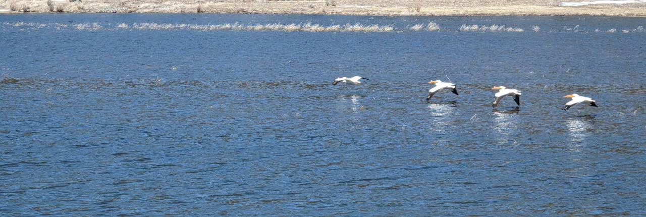 American white pelicans skimming low over the open water of Big Bear Lake