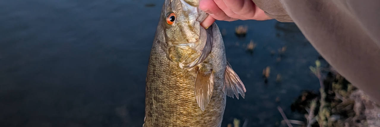 A smallmouth bass held at the shoreline of Big Bear Lake at dusk