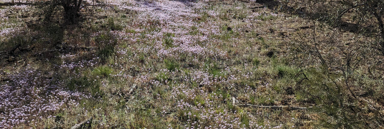 Purple wildflowers carpeting the forest floor between pines in early summer